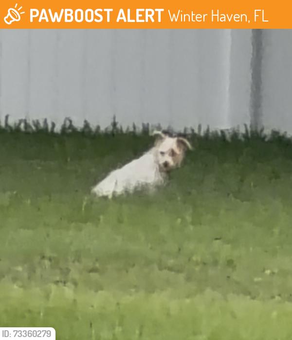 Found/Stray Unknown Dog last seen Country club ests, winter haven fl. On fieldstone circle at 7:04 pm on 8/8, Winter Haven, FL 33881