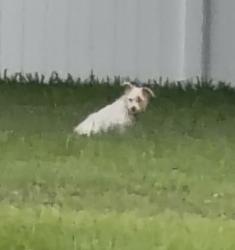 Found/Stray Unknown Dog last seen Country club ests, winter haven fl. On fieldstone circle at 7:04 pm on 8/8, Winter Haven, FL 33881
