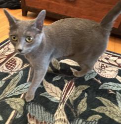 Reunited Female Cat last seen Rose and Lincoln in Venice, Los Angeles, CA 90291