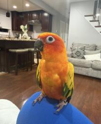 Lost Female Bird last seen Lincoln pl to Allan st cortlandt manor ny 10567, Cortlandt, NY 10567