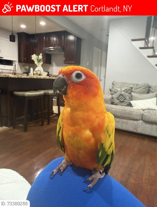 Lost Female Bird last seen Lincoln pl to Allan st cortlandt manor ny 10567, Cortlandt, NY 10567