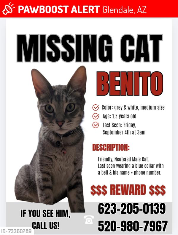 Lost Male Cat last seen 73rd ave and camelback, Glendale, AZ 85033