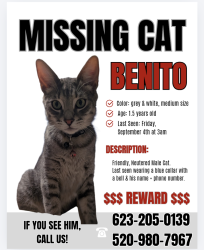 Lost Male Cat last seen 73rd ave and camelback, Glendale, AZ 85033