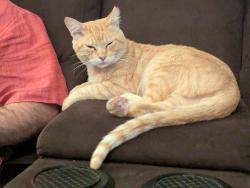Reunited Male Cat last seen Minas and Quicksilver, San Jose, CA 95136