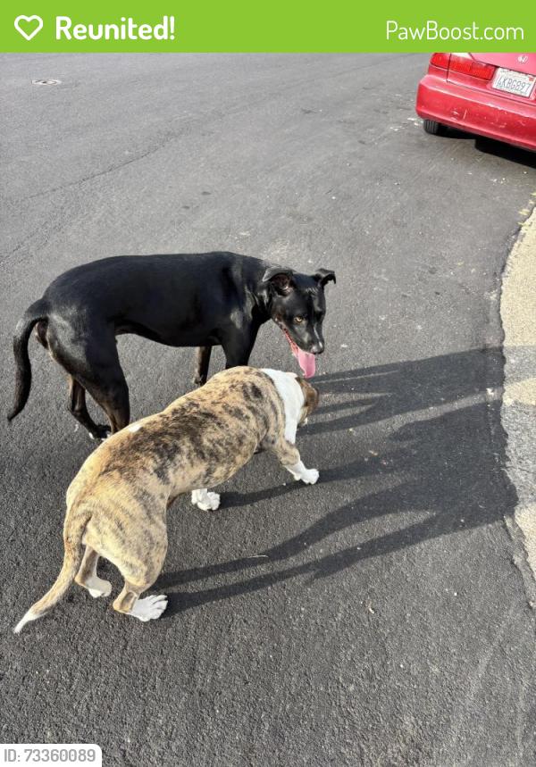Reunited Male Dog last seen Street, South San Francisco, CA 94066