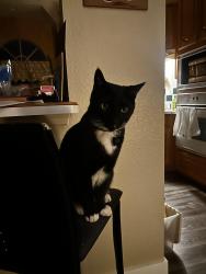Reunited Male Cat last seen Trinity and 157, Euless, TX 76040