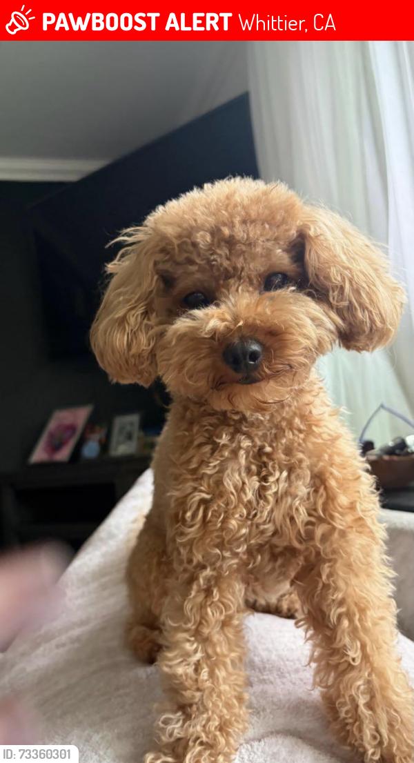 Lost Female Dog last seen Palm Park and Floral Drive, Whittier, CA 90606