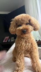 Lost Female Dog last seen Palm Park and Floral Drive, Whittier, CA 90606