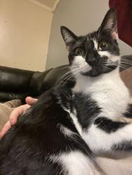 Lost Female Cat last seen Near country place drive tobyhanna pa, Coolbaugh Township, PA 18466