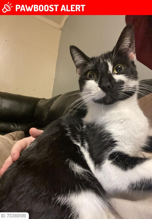 Lost Female Cat last seen Near country place drive tobyhanna pa, Coolbaugh Township, PA 18466