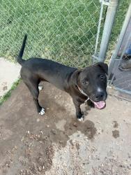 Found/Stray Male Dog last seen 46th st and ave L, Lubbock, TX 79412