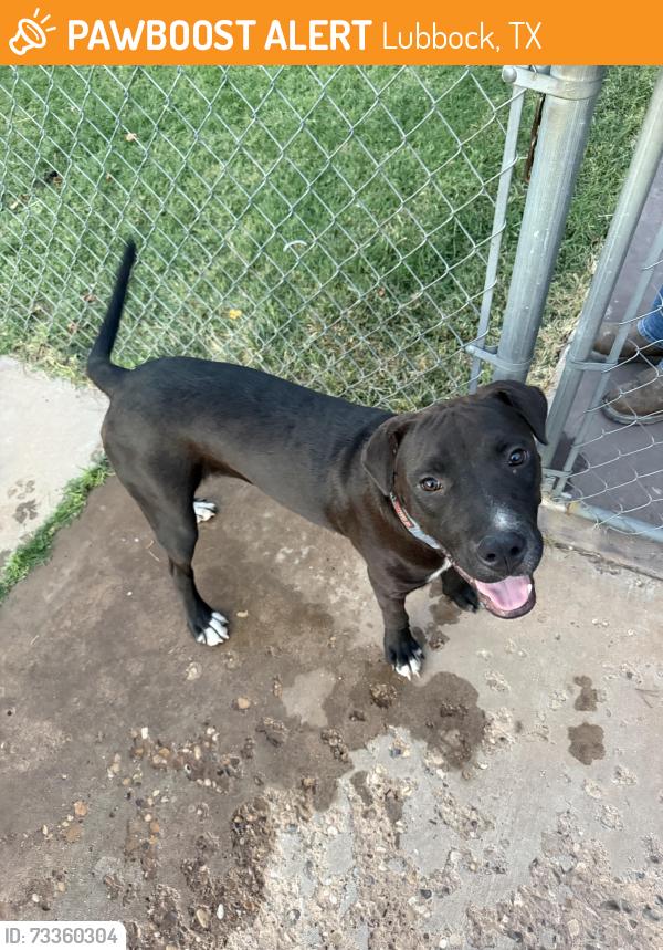 Found/Stray Male Dog last seen 46th st and ave L, Lubbock, TX 79412