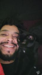 Lost Female Cat last seen Blue feather, San Antonio,tx, San Antonio, TX 78254