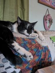 Lost Male Cat last seen Dinkle and Rainbow rd., Edgewood, NM 87015