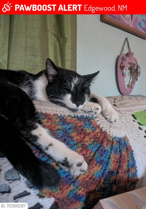 Lost Male Cat last seen Dinkle and Rainbow rd., Edgewood, NM 87015