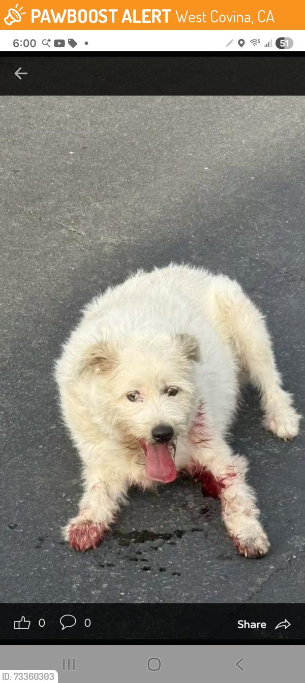 Found/Stray Unknown Dog last seen Near Embrook Way, West Covina, CA 91791