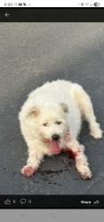 Found/Stray Unknown Dog last seen Near Embrook Way, West Covina, CA 91791