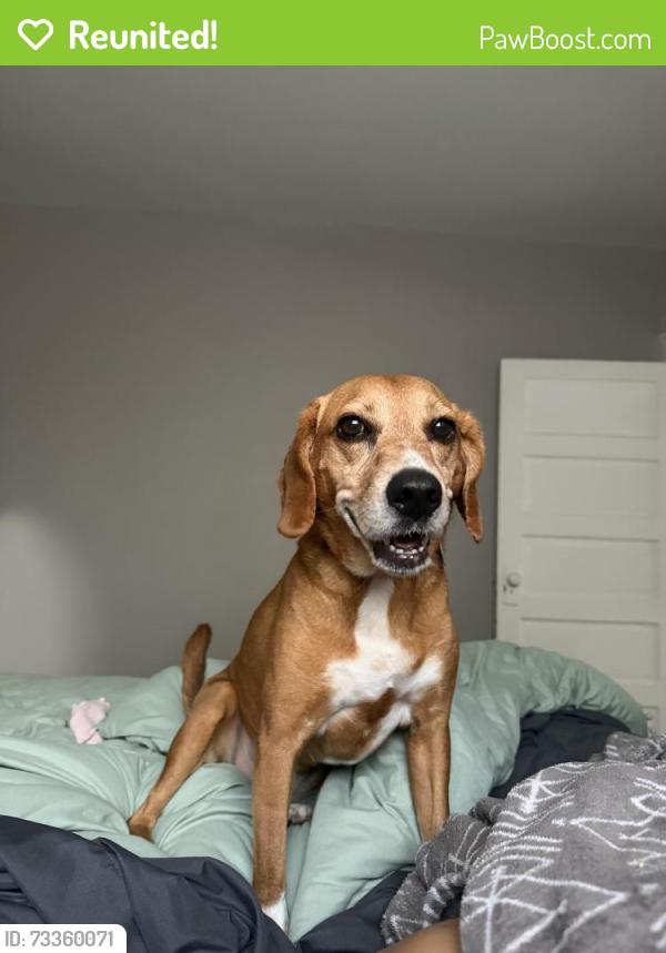 Reunited Female Dog last seen By Richardson or Lexington Ave, Greensboro, NC 27403