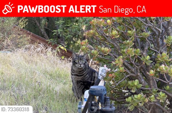 Lost Male Cat last seen Oviedo St, San Diego, CA 92129