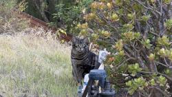 Lost Male Cat last seen Oviedo St, San Diego, CA 92129