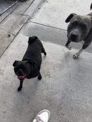 Reunited Unknown Dog last seen Magnolia Ave, Chino, CA 91710, USA, Chino, CA 91710