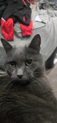 Lost Male Cat last seen John Adam's school, Rochester, MN 55901
