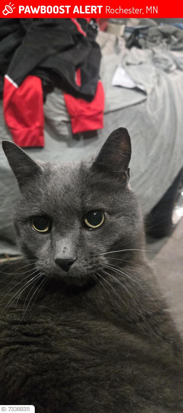 Lost Male Cat last seen John Adam's school, Rochester, MN 55901