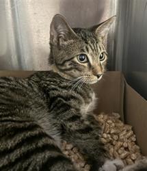 Shelter Stray Male Cat last seen VILLA VISTA WAY/MARCONI AVE, 95821, 3839 Bradshaw Rd, Sacramento, CA 95827, USA