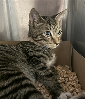 Shelter Stray Male Cat last seen VILLA VISTA WAY/MARCONI AVE, 95821, 3839 Bradshaw Rd, Sacramento, CA 95827, USA