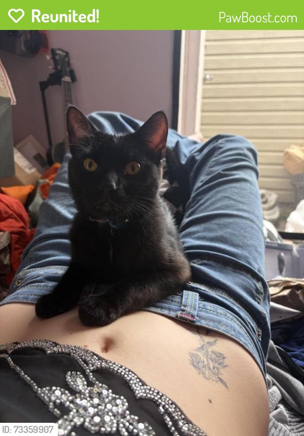 Reunited Male Cat last seen Bancroft st., San Diego, CA 92104