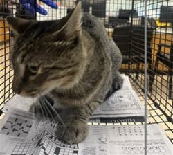 Shelter Stray Male Cat last seen , 957 N Gaffey St, San Pedro, CA 90731, USA