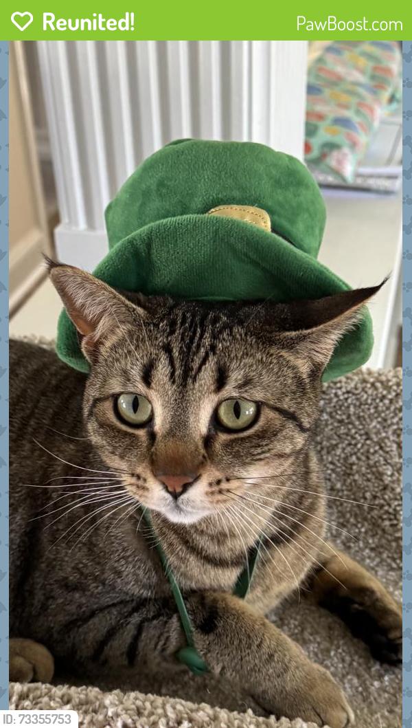 Reunited Female Cat last seen Near Land Rd, Jamison, PA 18929, USA, Jamison, PA 18929