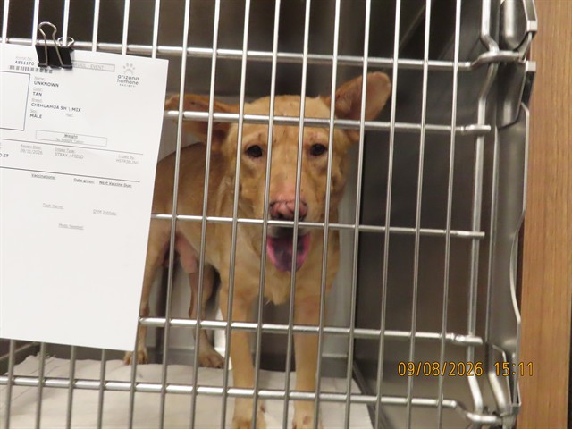 Shelter Stray Male Dog last seen Near BLOCK W PAPAGO ST, 5501 E Van Buren St, Phoenix, AZ 85008, USA
