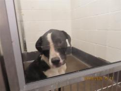 Shelter Stray Female Dog last seen Near BLOCK W PAPAGO ST, 5501 E Van Buren St, Phoenix, AZ 85008, USA