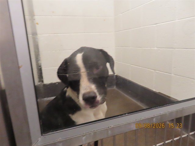Shelter Stray Female Dog last seen Near BLOCK W PAPAGO ST, 5501 E Van Buren St, Phoenix, AZ 85008, USA
