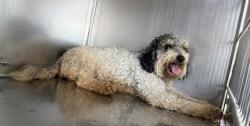 Shelter Stray Female Dog last seen , 4275 Elton St, Baldwin Park, CA 91706, USA
