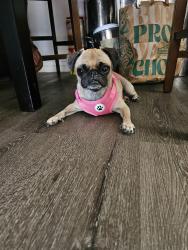 Reunited Female Dog last seen Palm ave. & Saturday blvd. & coronado ave., San Diego, CA 92154