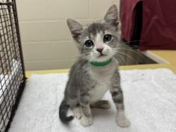 Shelter Stray Female Cat last seen Near BLOCK N CURTIS RD, PEYTON CO 80831, 610 Abbot Ln, Colorado Springs, CO 80905, USA