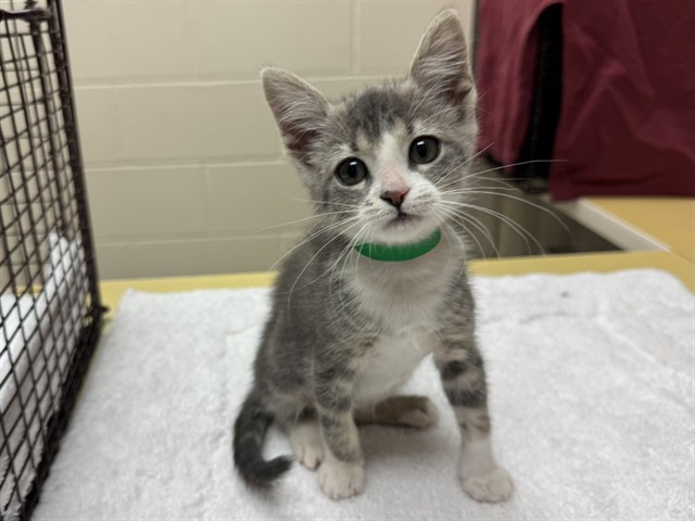 Shelter Stray Female Cat last seen Near BLOCK N CURTIS RD, PEYTON CO 80831, 610 Abbot Ln, Colorado Springs, CO 80905, USA