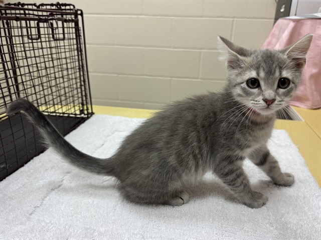 Shelter Stray Male Cat last seen Near BLOCK N CURTIS RD, PEYTON CO 80831, 610 Abbot Ln, Colorado Springs, CO 80905, USA