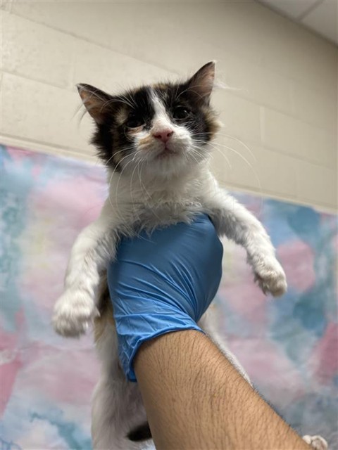 Shelter Stray Female Cat last seen ELK GROVE FLORIN RD / LA HAYA DR, 9150 Union Park Way, Elk Grove, CA 95624, USA
