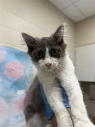 Shelter Stray Male Cat last seen ELK GROVE FLORIN RD / LA HAYA DR, 9150 Union Park Way, Elk Grove, CA 95624, USA