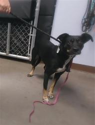 Shelter Stray Female Dog last seen 18TH AVE AND POLK ST, 2500 S 27th Ave, Phoenix, AZ 85009, USA