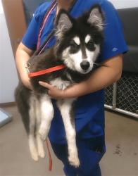Shelter Stray Female Dog last seen OAK ST AND 22ND ST, 2500 S 27th Ave, Phoenix, AZ 85009, USA
