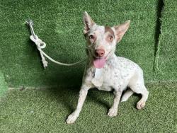 Shelter Stray Female Dog last seen , 5210 W Ave I, Lancaster, CA 93536, USA