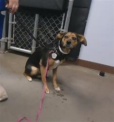 Shelter Stray Female Dog last seen 18TH AVE AND POLK ST, 2500 S 27th Ave, Phoenix, AZ 85009, USA