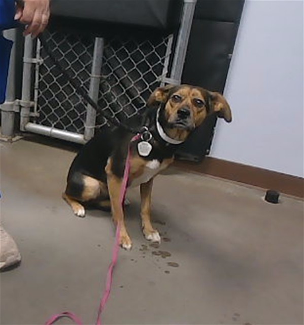 Shelter Stray Female Dog last seen 18TH AVE AND POLK ST, 2500 S 27th Ave, Phoenix, AZ 85009, USA