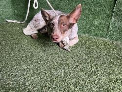 Shelter Stray Female Dog last seen , 5210 W Ave I, Lancaster, CA 93536, USA