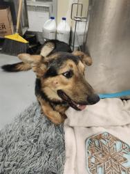 Shelter Stray Male Dog last seen Near BLOCK SAGE RD, HEMET CA 92544, 581 S Grand Ave, San Jacinto, CA 92582, USA