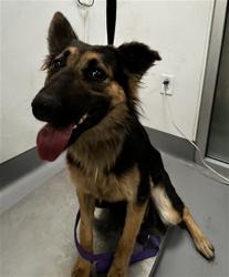 Shelter Stray Female Dog last seen Near BLOCK SAGE RD, HEMET CA 92544, 581 S Grand Ave, San Jacinto, CA 92582, USA